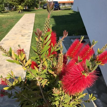 Simplicity At Iris *